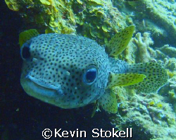 This Porcupine fish got a little prickly as I got close. ... by Kevin Stokell 